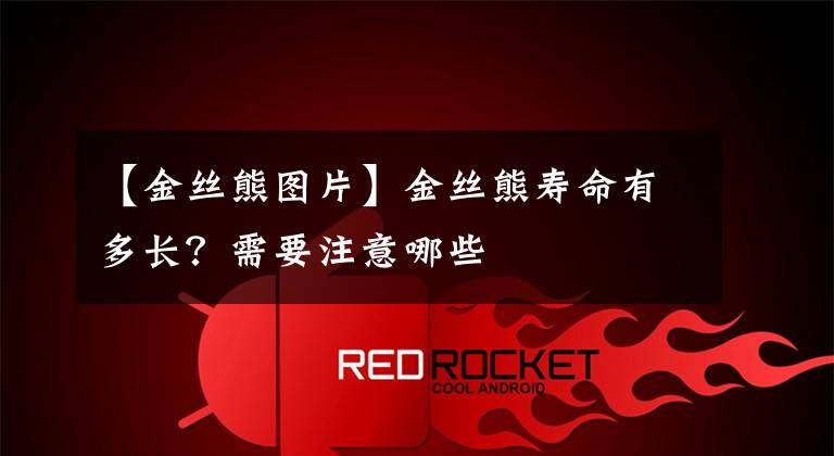 【金丝熊图片】金丝熊寿命有多长？需要注意哪些
