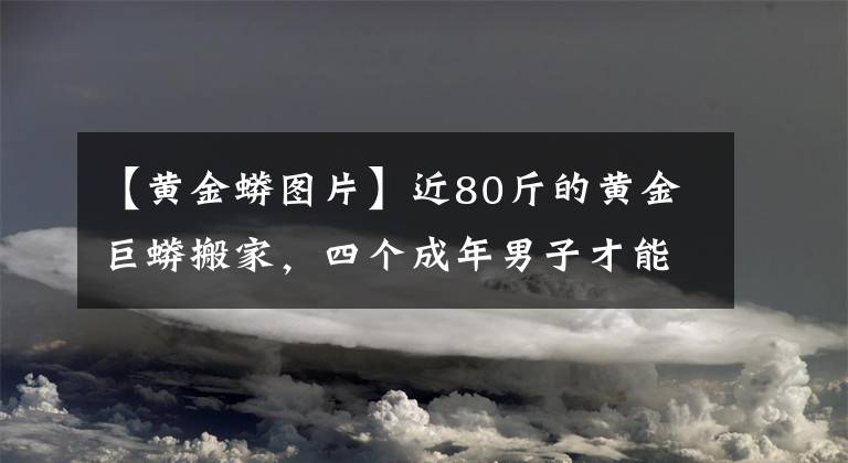 【黄金蟒图片】近80斤的黄金巨蟒搬家，四个成年男子才能将其抬起，“新家”有暖气还能泡澡