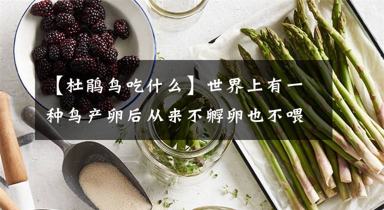 【杜鹃鸟吃什么】世界上有一种鸟产卵后从来不孵卵也不喂食而是靠别的鸟帮他”养育子女“