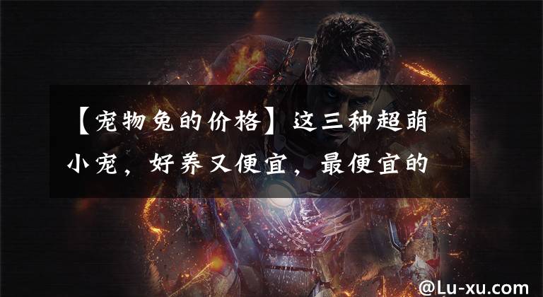 【宠物兔的价格】这三种超萌小宠，好养又便宜，最便宜的才几块钱
