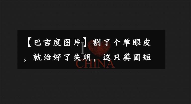 【巴吉度图片】割了个单眼皮，就治好了失明，这只美国短腿猎犬额头褶皱太多