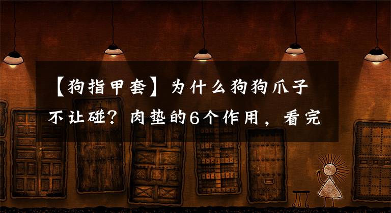 【狗指甲套】为什么狗狗爪子不让碰？肉垫的6个作用，看完默默缩回我的手