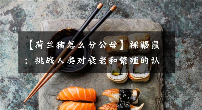 【荷兰猪怎么分公母】裸鼹鼠：挑战人类对衰老和繁殖的认知