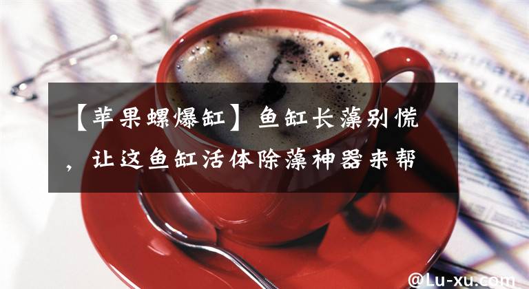 【苹果螺爆缸】鱼缸长藻别慌，让这鱼缸活体除藻神器来帮你，实用性强还能观赏