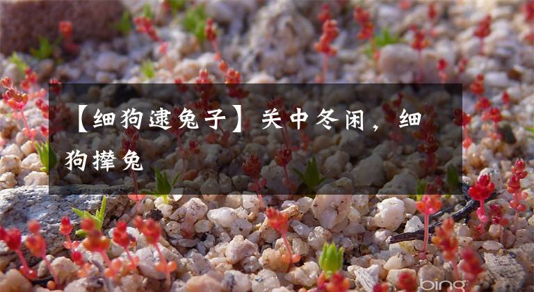 【细狗逮兔子】关中冬闲，细狗撵兔