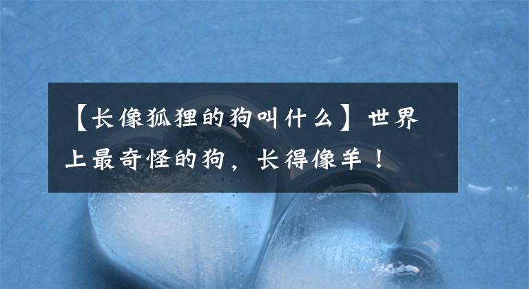 【长像狐狸的狗叫什么】世界上最奇怪的狗，长得像羊！