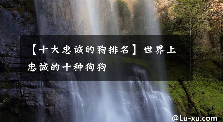【十大忠诚的狗排名】世界上忠诚的十种狗狗