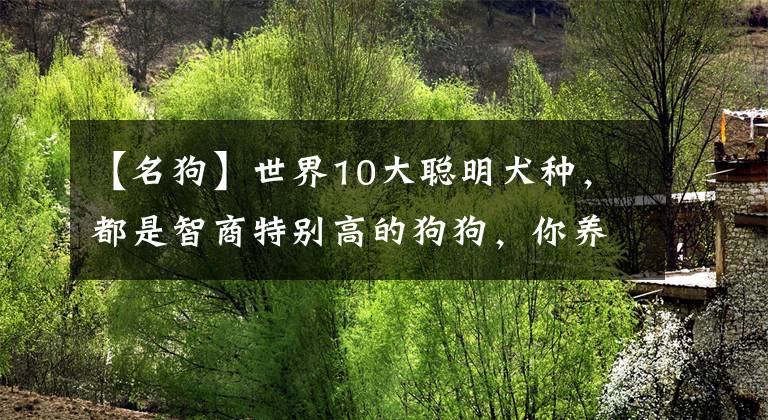 【名狗】世界10大聪明犬种，都是智商特别高的狗狗，你养了哪一种？