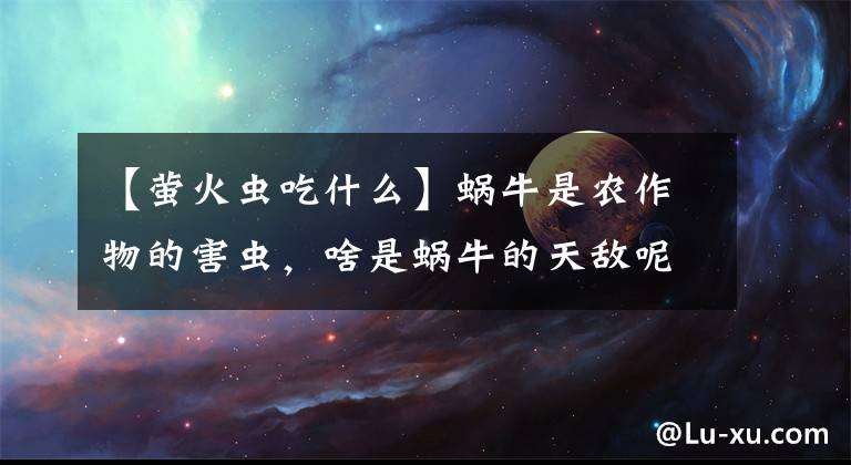 【萤火虫吃什么】蜗牛是农作物的害虫，啥是蜗牛的天敌呢，老农说是萤火虫