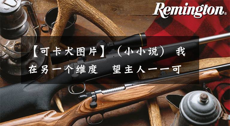 【可卡犬图片】（小小说） 我在另一个维度遙望主人一一可卡犬“逗逗”的自述