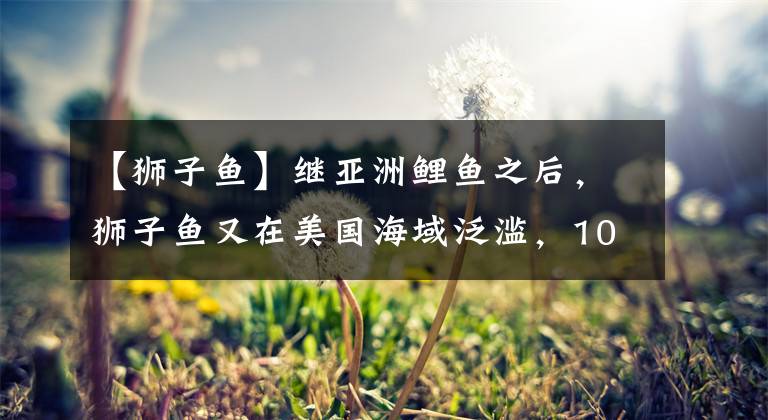 【狮子鱼】继亚洲鲤鱼之后，狮子鱼又在美国海域泛滥，100万条该如何解决