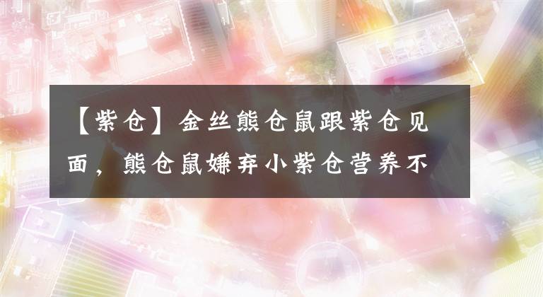 【紫仓】金丝熊仓鼠跟紫仓见面，熊仓鼠嫌弃小紫仓营养不良，太小了
