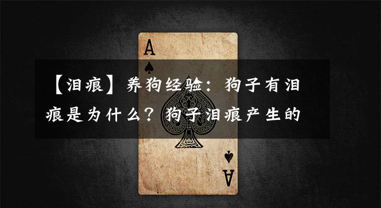 【泪痕】养狗经验：狗子有泪痕是为什么？狗子泪痕产生的原因及处理方法
