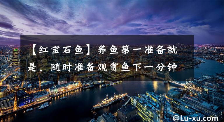 【红宝石鱼】养鱼第一准备就是，随时准备观赏鱼下一分钟仙游，红宝石死了一条