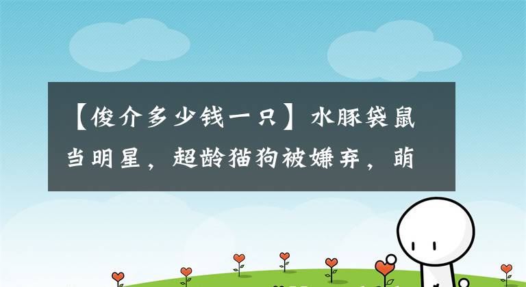 【俊介多少钱一只】水豚袋鼠当明星，超龄猫狗被嫌弃，萌宠店里的是生命还是商品？