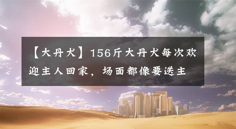 【大丹犬】156斤大丹犬每次欢迎主人回家，场面都像要送主人见上帝