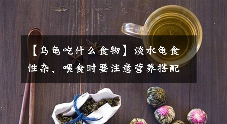【乌龟吃什么食物】淡水龟食性杂，喂食时要注意营养搭配