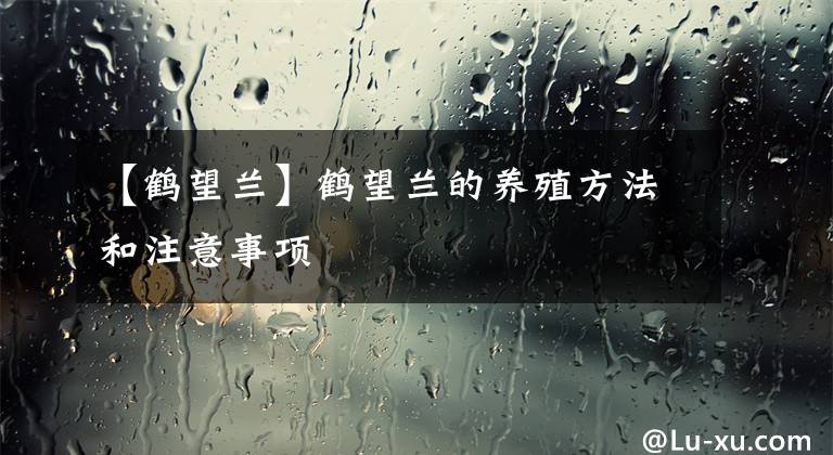 【鹤望兰】鹤望兰的养殖方法和注意事项