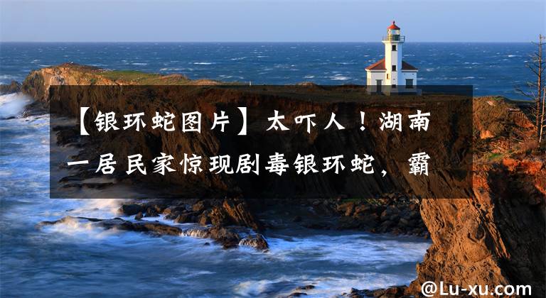 【银环蛇图片】太吓人！湖南一居民家惊现剧毒银环蛇，霸占饭厅迟迟不走……