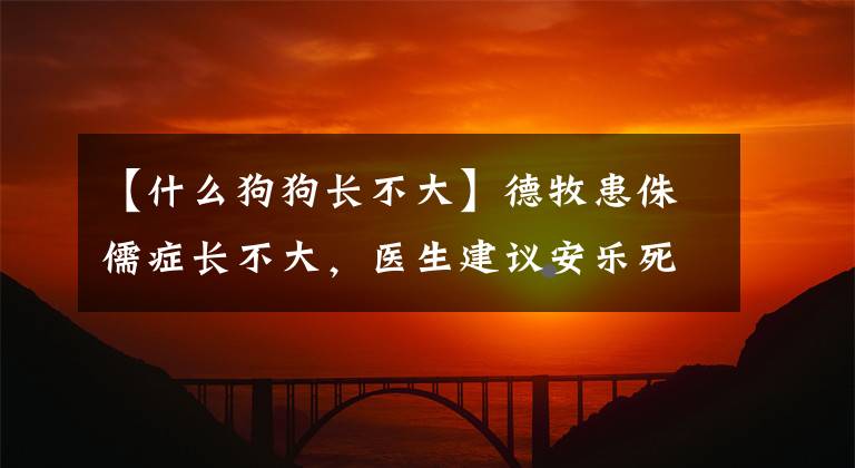 【什么狗狗长不大】德牧患侏儒症长不大，医生建议安乐死，网友：软萌的样子太可爱