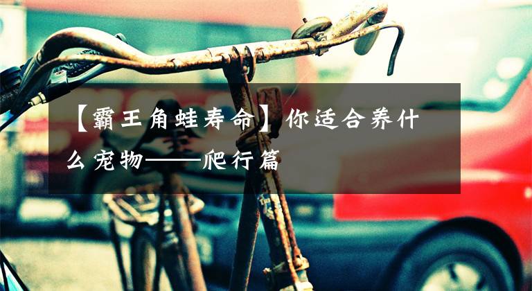 【霸王角蛙寿命】你适合养什么宠物——爬行篇