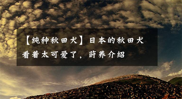【纯种秋田犬】日本的秋田犬看着太可爱了，莳养介绍