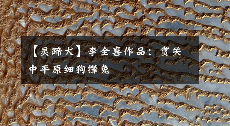 【灵蹄犬】李全喜作品：赏关中平原细狗撵兔