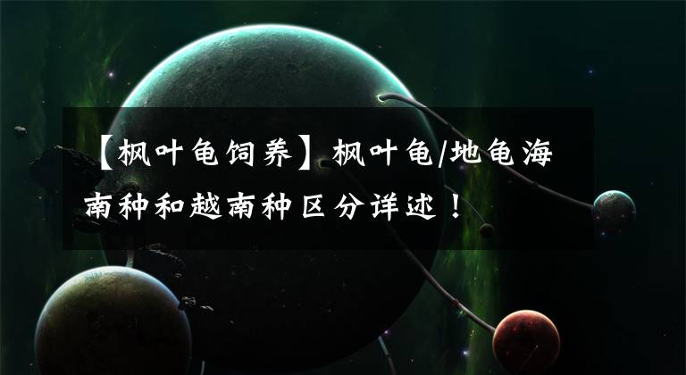 【枫叶龟饲养】枫叶龟/地龟海南种和越南种区分详述！