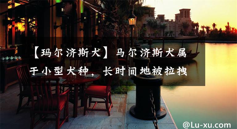 【玛尔济斯犬】马尔济斯犬属于小型犬种，长时间地被拉拽，很容易产生抑制