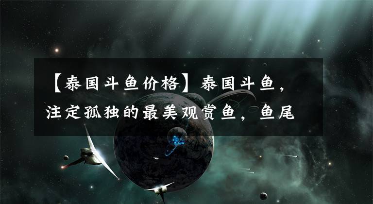 【泰国斗鱼价格】泰国斗鱼，注定孤独的最美观赏鱼，鱼尾的样子让女孩子太过喜欢