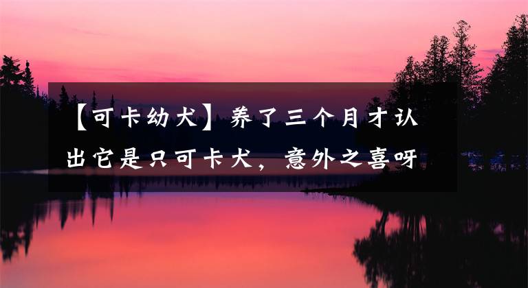 【可卡幼犬】养了三个月才认出它是只可卡犬，意外之喜呀