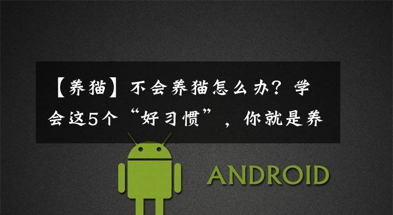 【养猫】不会养猫怎么办？学会这5个“好习惯”，你就是养猫高手