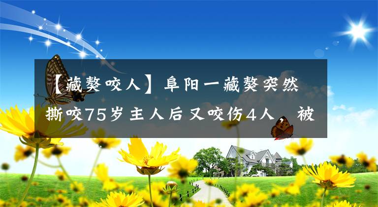 【藏獒咬人】阜阳一藏獒突然撕咬75岁主人后又咬伤4人，被击毙