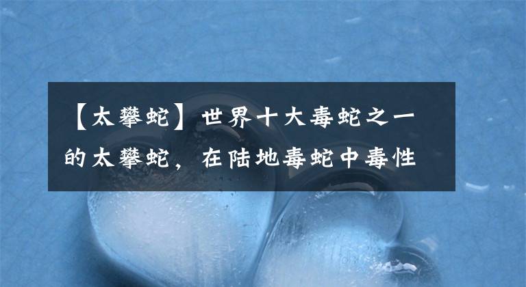 【太攀蛇】世界十大毒蛇之一的太攀蛇，在陆地毒蛇中毒性排名第三！
