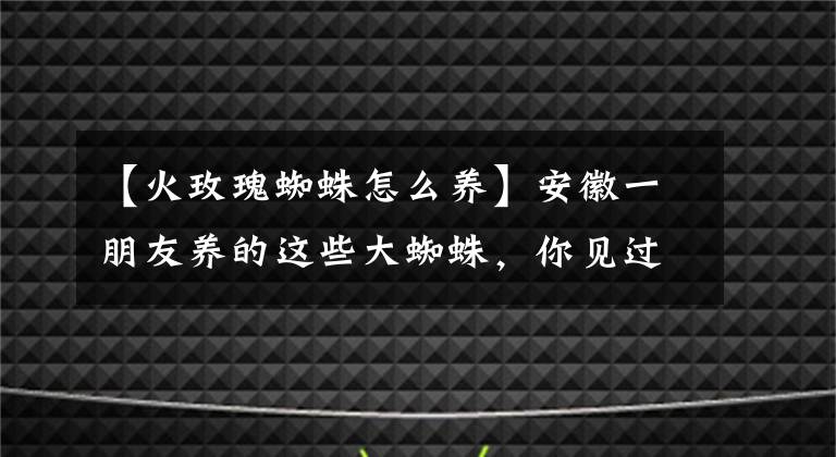 【火玫瑰蜘蛛怎么养】安徽一朋友养的这些大蜘蛛，你见过吗？
