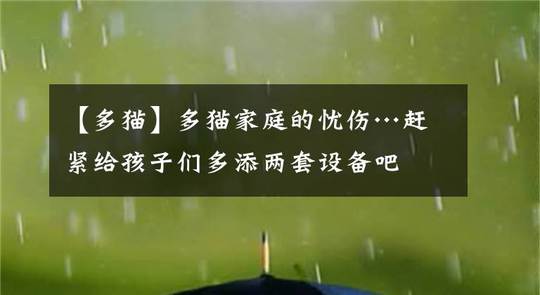 【多猫】多猫家庭的忧伤…赶紧给孩子们多添两套设备吧