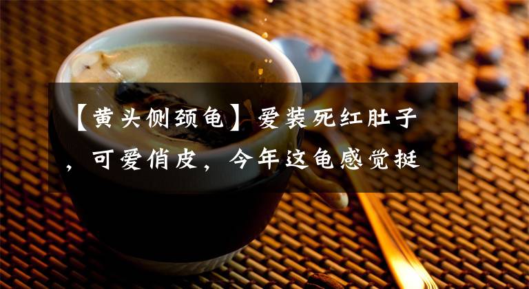【黄头侧颈龟】爱装死红肚子，可爱俏皮，今年这龟感觉挺走俏的
