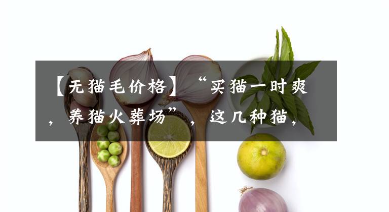 【无猫毛价格】“买猫一时爽，养猫火葬场”，这几种猫，劝你别盲目入手