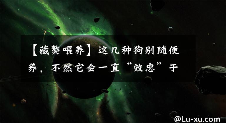 【藏獒喂养】这几种狗别随便养，不然它会一直“效忠”于你