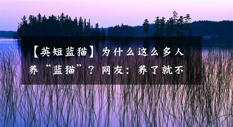 【英短蓝猫】为什么这么多人养“蓝猫”？网友：养了就不想换猫了