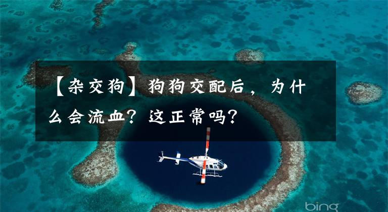 【杂交狗】狗狗交配后，为什么会流血？这正常吗？