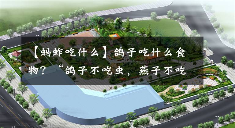 【蚂蚱吃什么】鸽子吃什么食物？“鸽子不吃虫，燕子不吃粮”，这是真的吗？