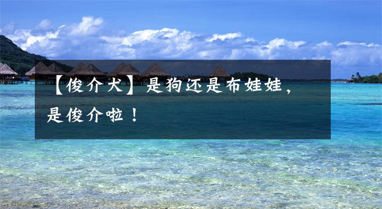 【俊介犬】是狗还是布娃娃，是俊介啦！