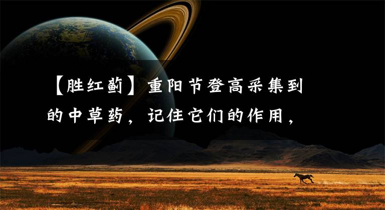 【胜红蓟】重阳节登高采集到的中草药，记住它们的作用，可省很多钱