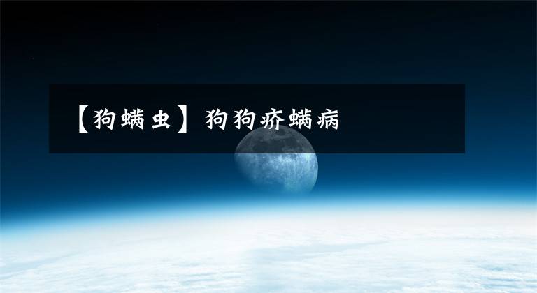 【狗螨虫】狗狗疥螨病