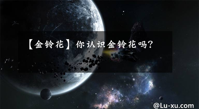 【金铃花】你认识金铃花吗？