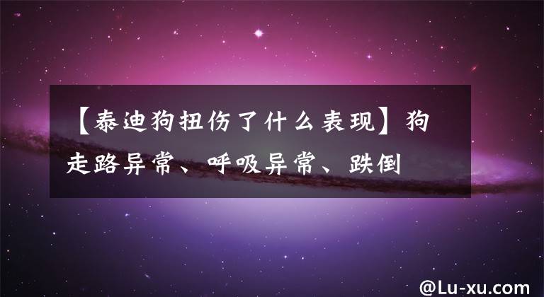 【泰迪狗扭伤了什么表现】狗走路异常、呼吸异常、跌倒