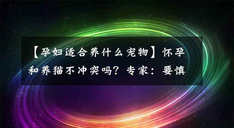 【孕妇适合养什么宠物】怀孕和养猫不冲突吗？专家：要慎重