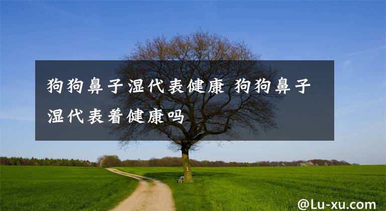 狗狗鼻子湿代表健康 狗狗鼻子湿代表着健康吗