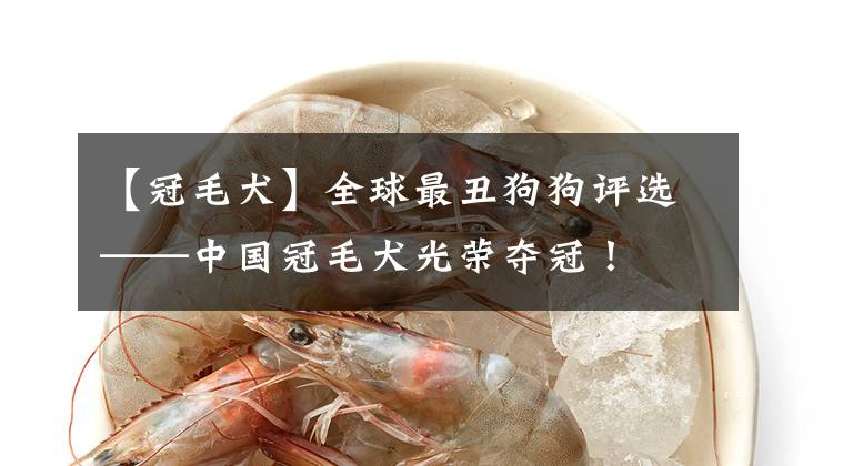 【冠毛犬】全球最丑狗狗评选——中国冠毛犬光荣夺冠！
